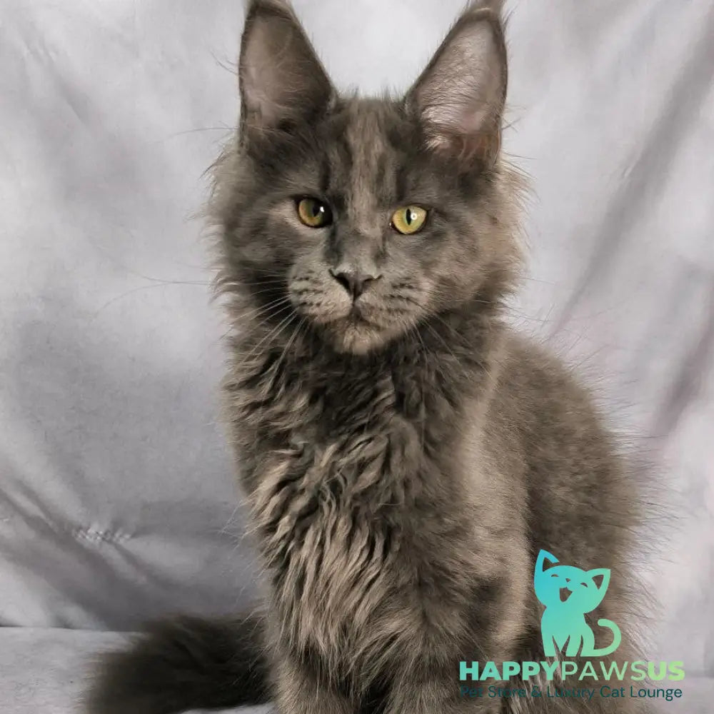 Jazz Maine Coon male blue silver - live animals