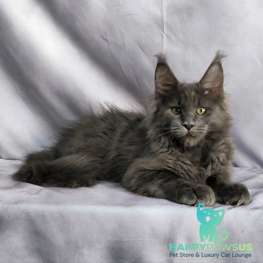 Jazz Maine Coon male blue silver - live animals
