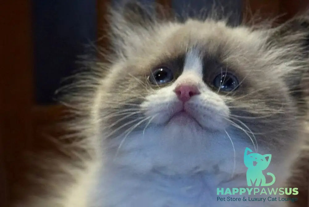 Jazz Ragdoll male seal bicolour live animals