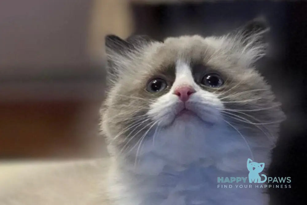 Jazz Ragdoll male seal bicolour live animals
