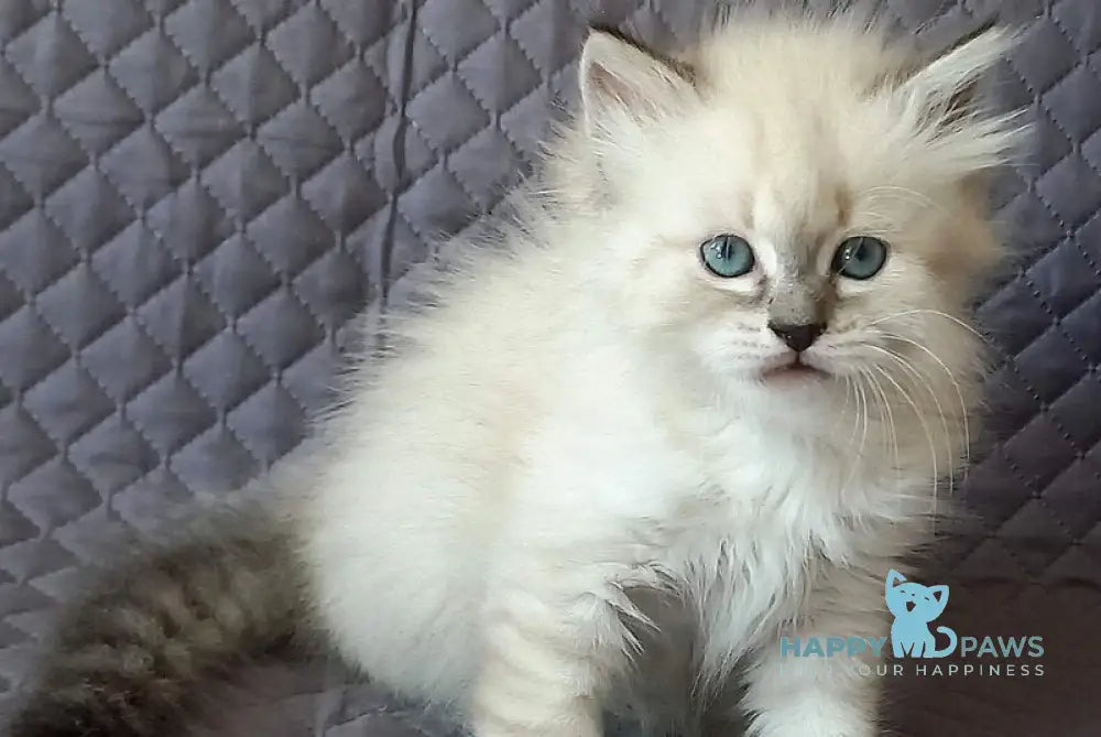 Jean-Jac Siberian male black tabby pointed live animals