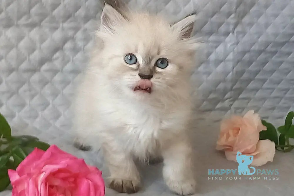 Jean-Jac Siberian male black tabby pointed live animals