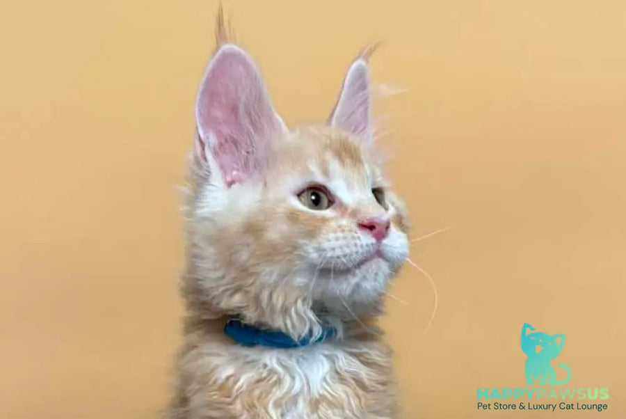 Jean Maine Coon male red silver ticked tabby with white live animals