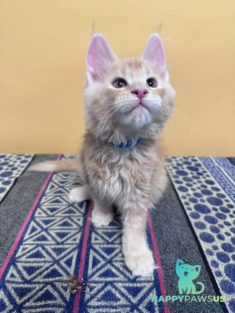 Jean Maine Coon male red silver ticked tabby with white live animals