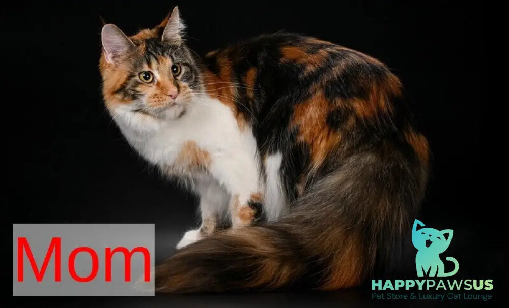 Jean Maine Coon male red silver ticked tabby with white live animals