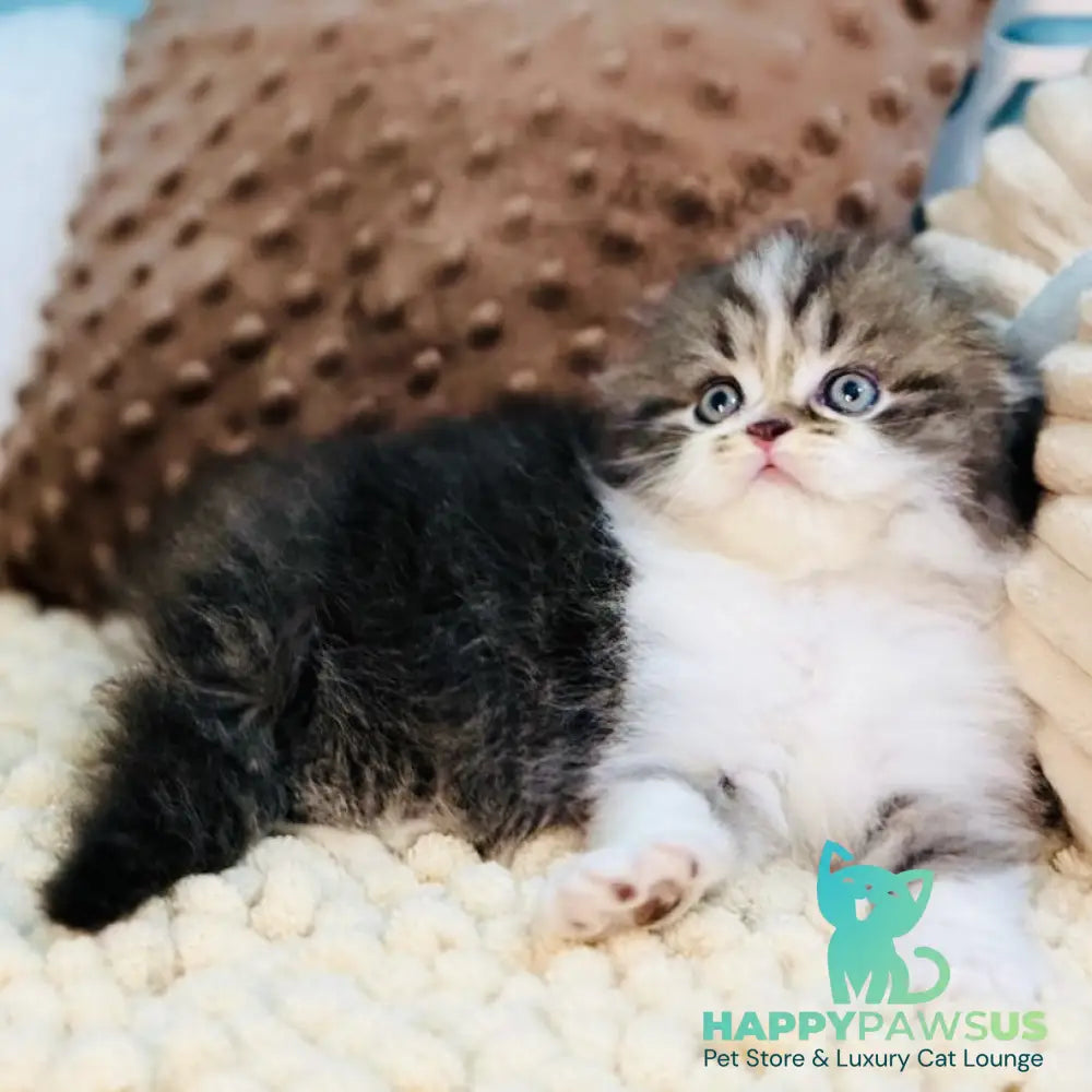 Jedi Scottish Fold male black bicolour - live animals