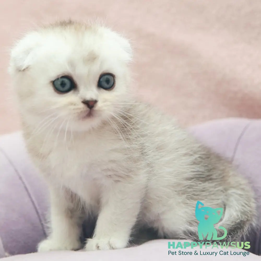 Jeet Scottish Fold male black silver shaded - live animals