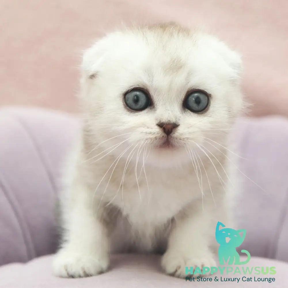 Jeet Scottish Fold male black silver shaded - live animals