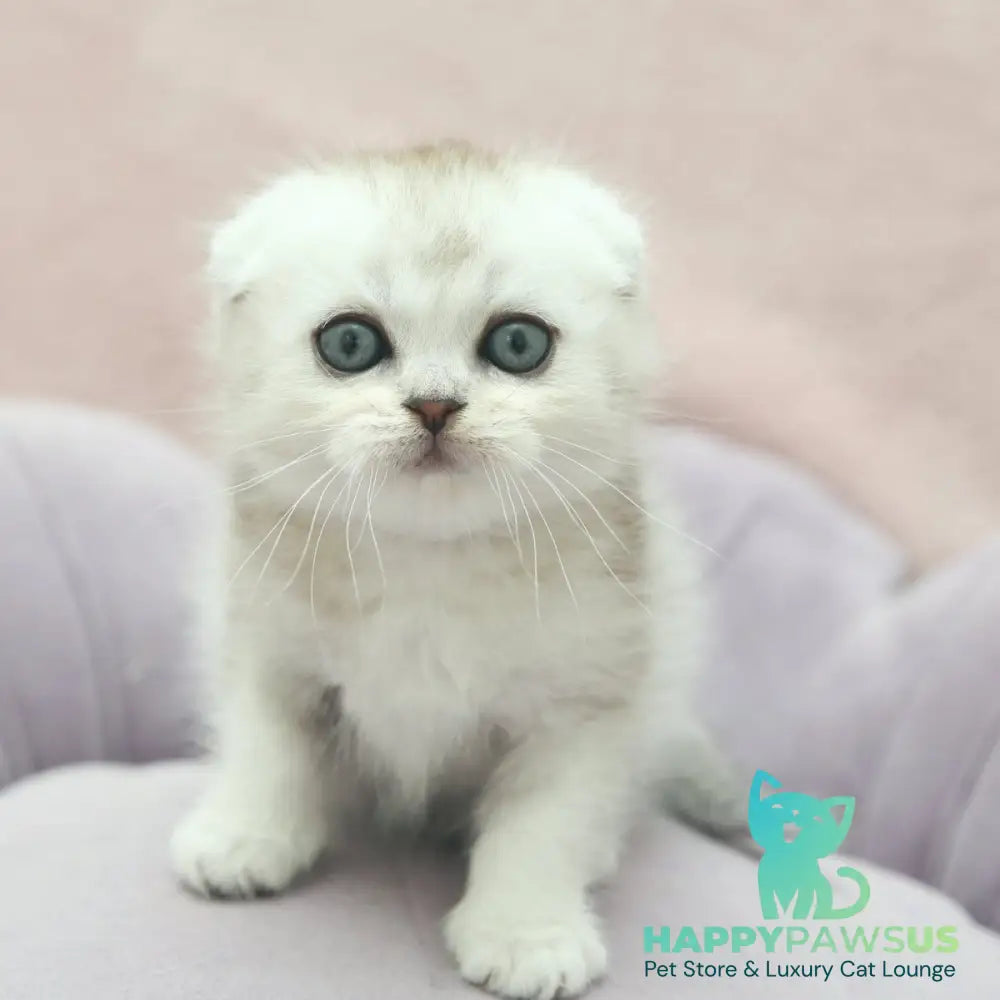 Jeet Scottish Fold male black silver shaded - live animals