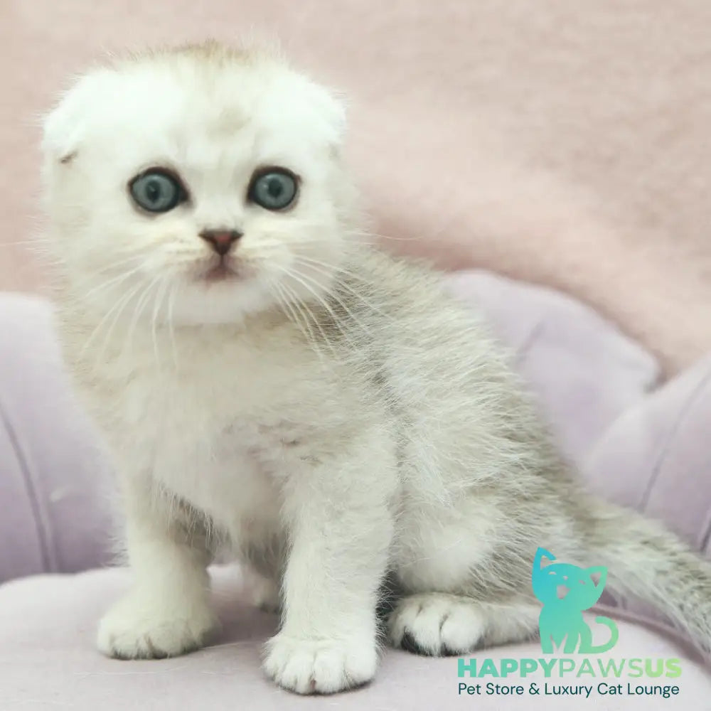 Jeet Scottish Fold male black silver shaded - live animals