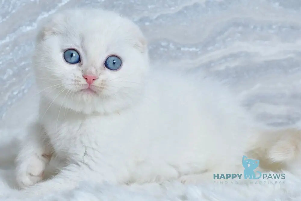 Jeff Scottish Fold male cream tabby pointed - live animals