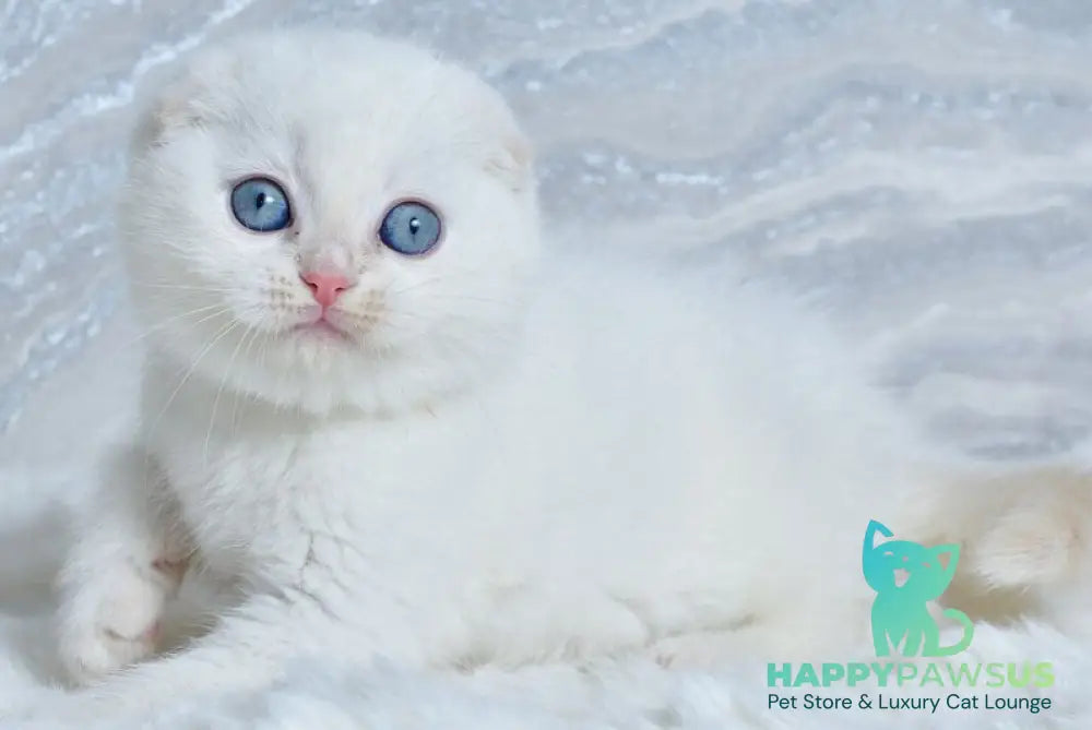 Jeff Scottish Fold male cream tabby pointed - live animals