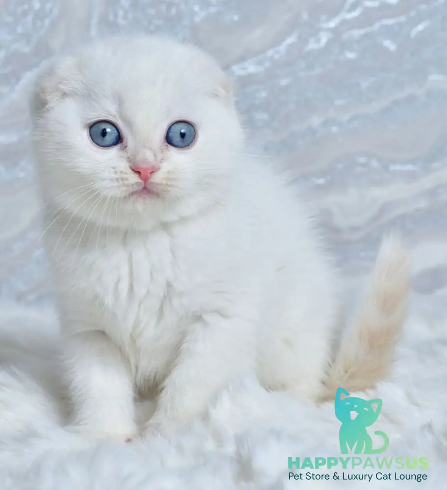 Jeff Scottish Fold male cream tabby pointed - live animals