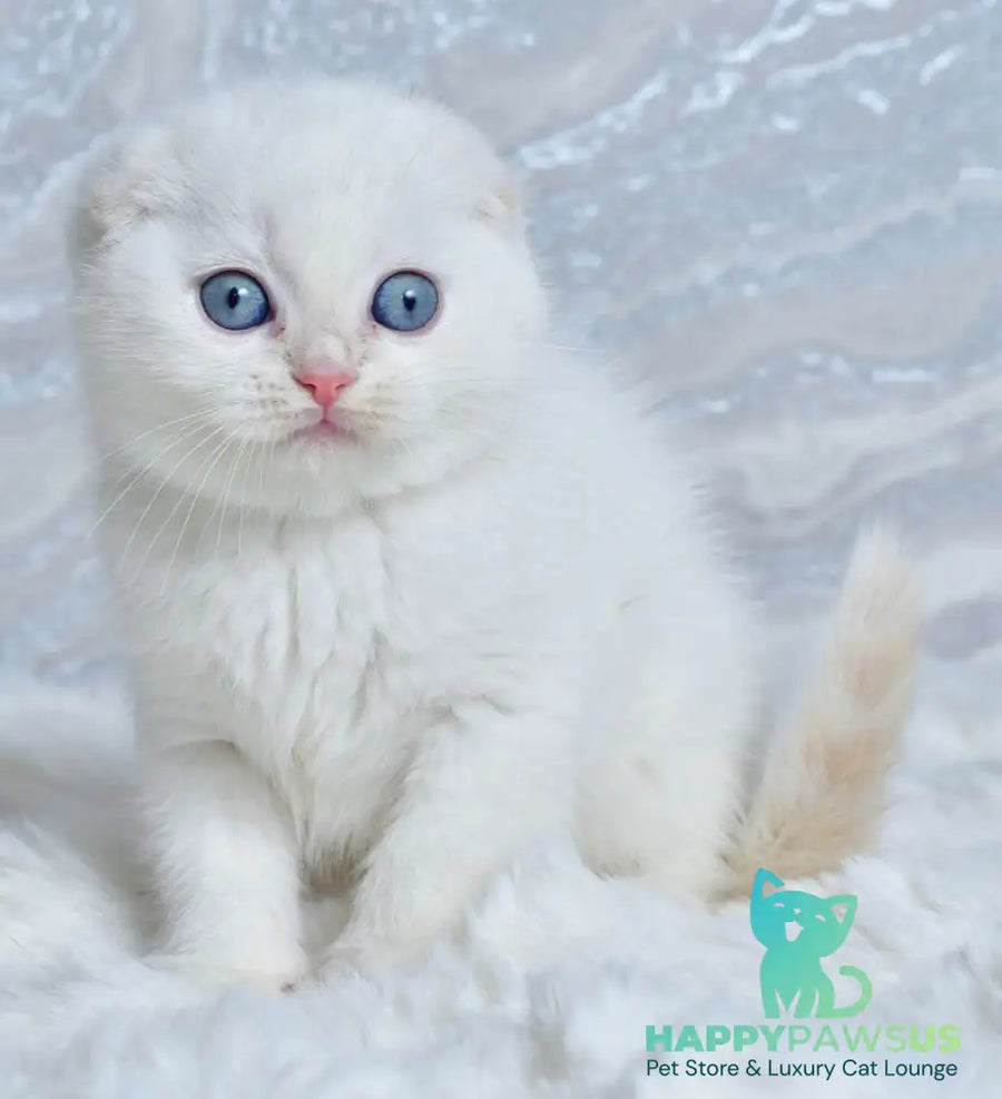 Jeff Scottish Fold male cream tabby pointed - live animals