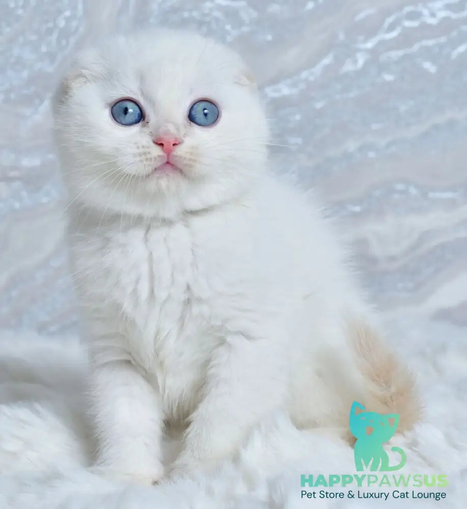Jeff Scottish Fold male cream tabby pointed - live animals