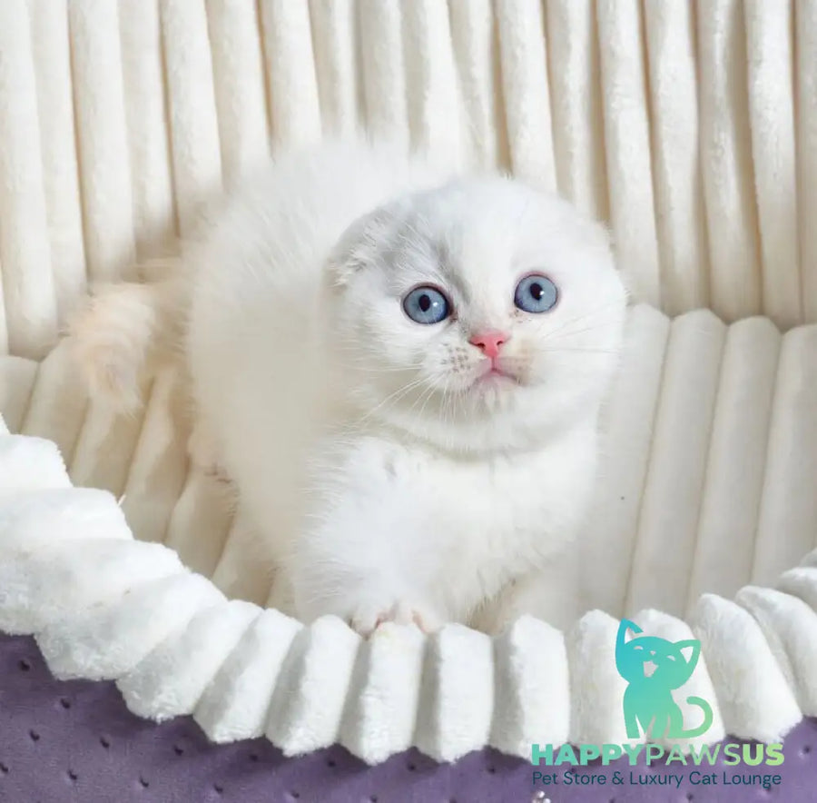 Jeff Scottish Fold male cream tabby pointed - live animals