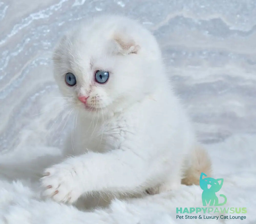 Jeff Scottish Fold male cream tabby pointed - live animals