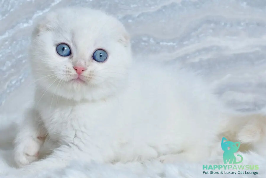Jeff Scottish Fold male cream tabby pointed - live animals