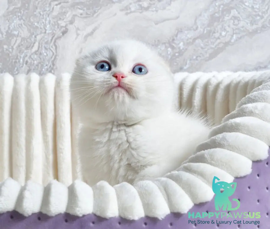 Jeff Scottish Fold male cream tabby pointed - live animals