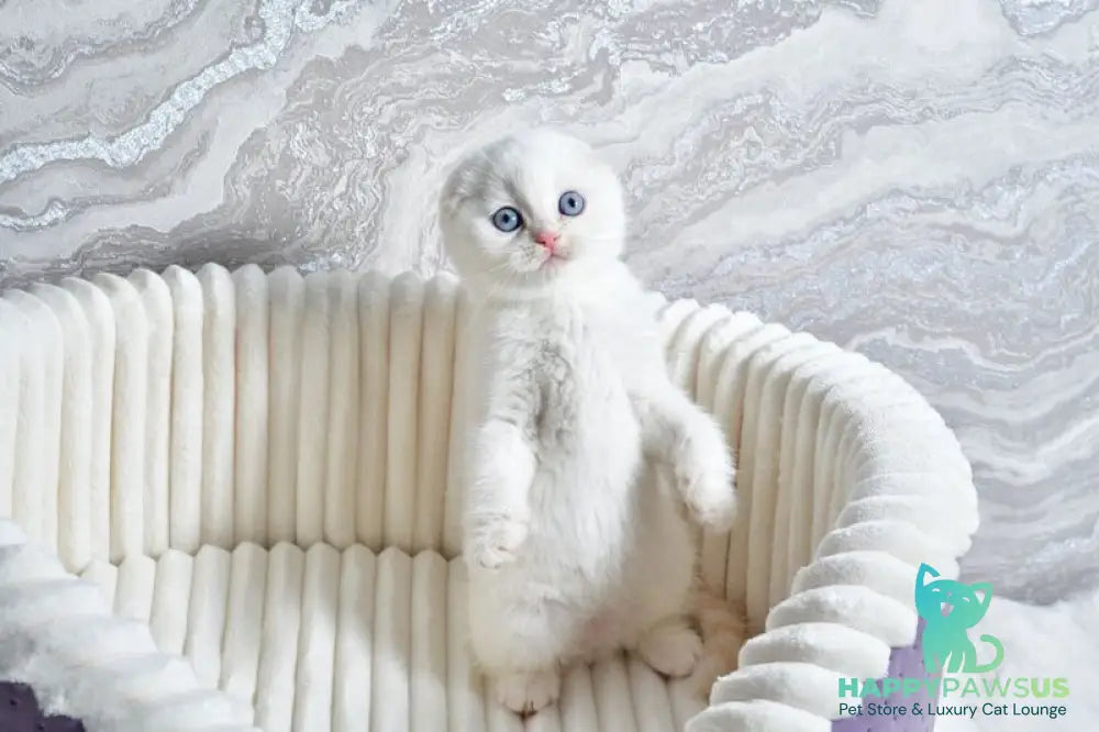 Jeff Scottish Fold male cream tabby pointed - live animals