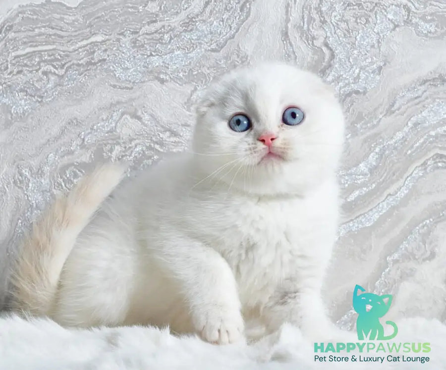 Jeff Scottish Fold male cream tabby pointed - live animals