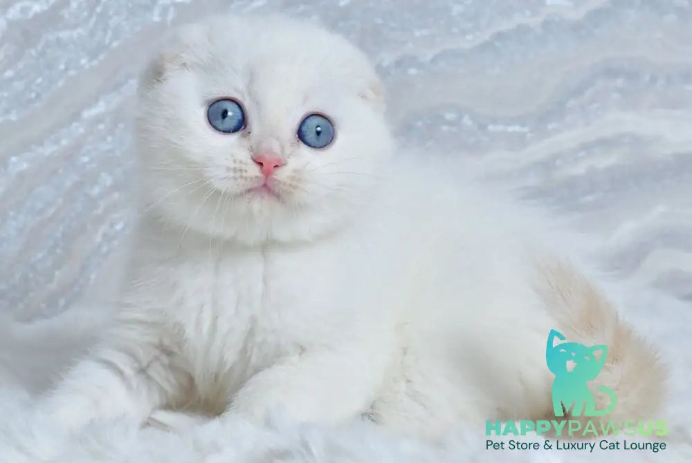 Jeff Scottish Fold male cream tabby pointed - live animals