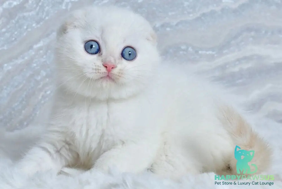 Jeff Scottish Fold male cream tabby pointed - live animals