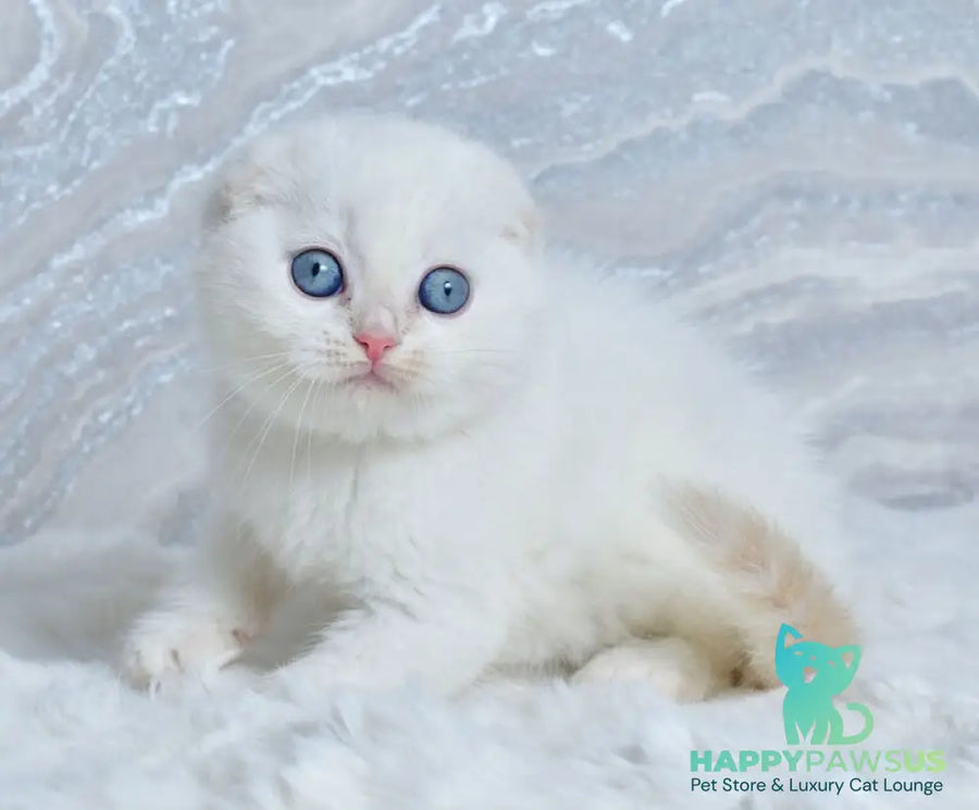 Jeff Scottish Fold male cream tabby pointed - live animals