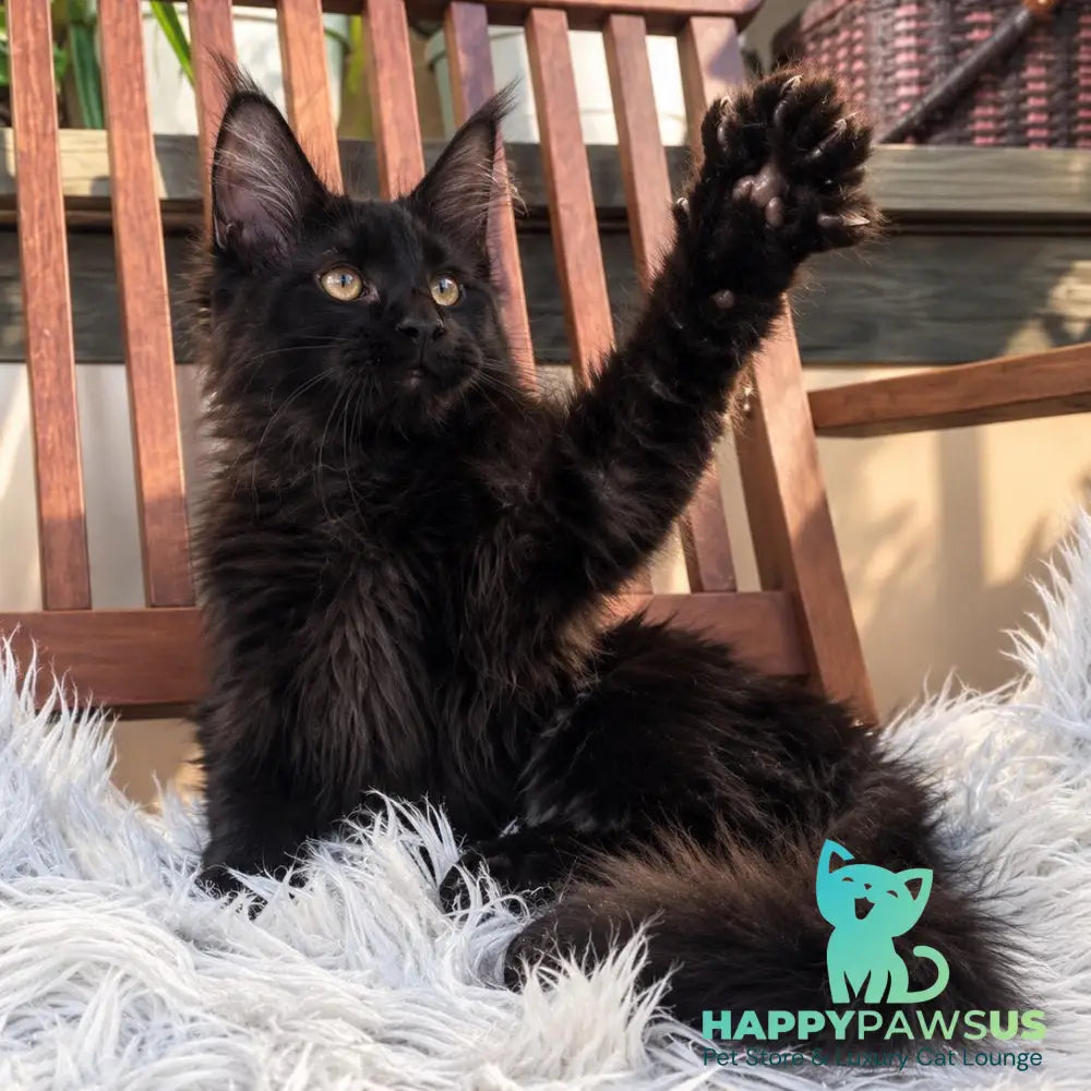 Jein Maine Coon female black - live animals