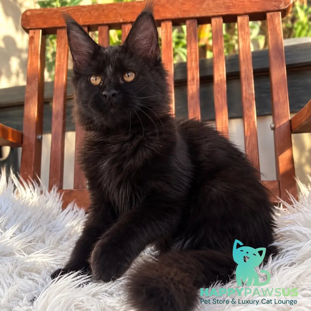 Jein Maine Coon female black - live animals