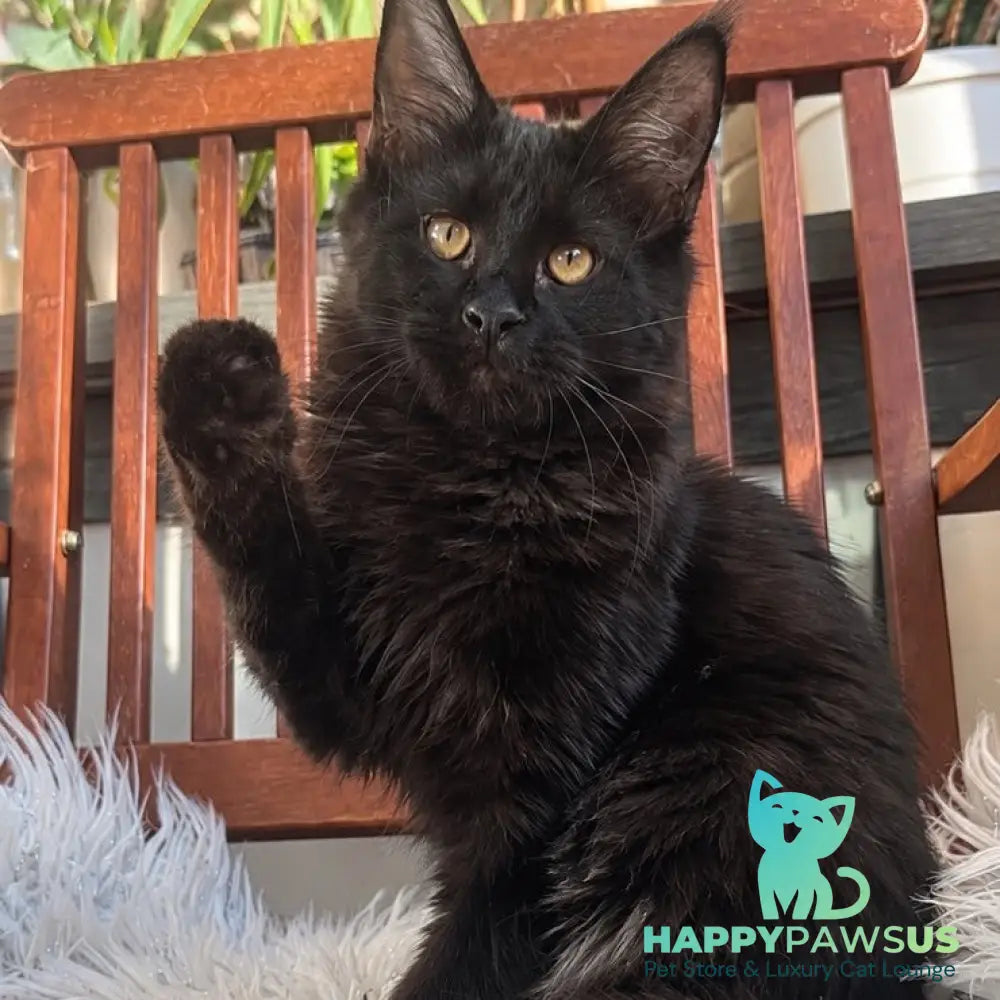 Jein Maine Coon female black - live animals