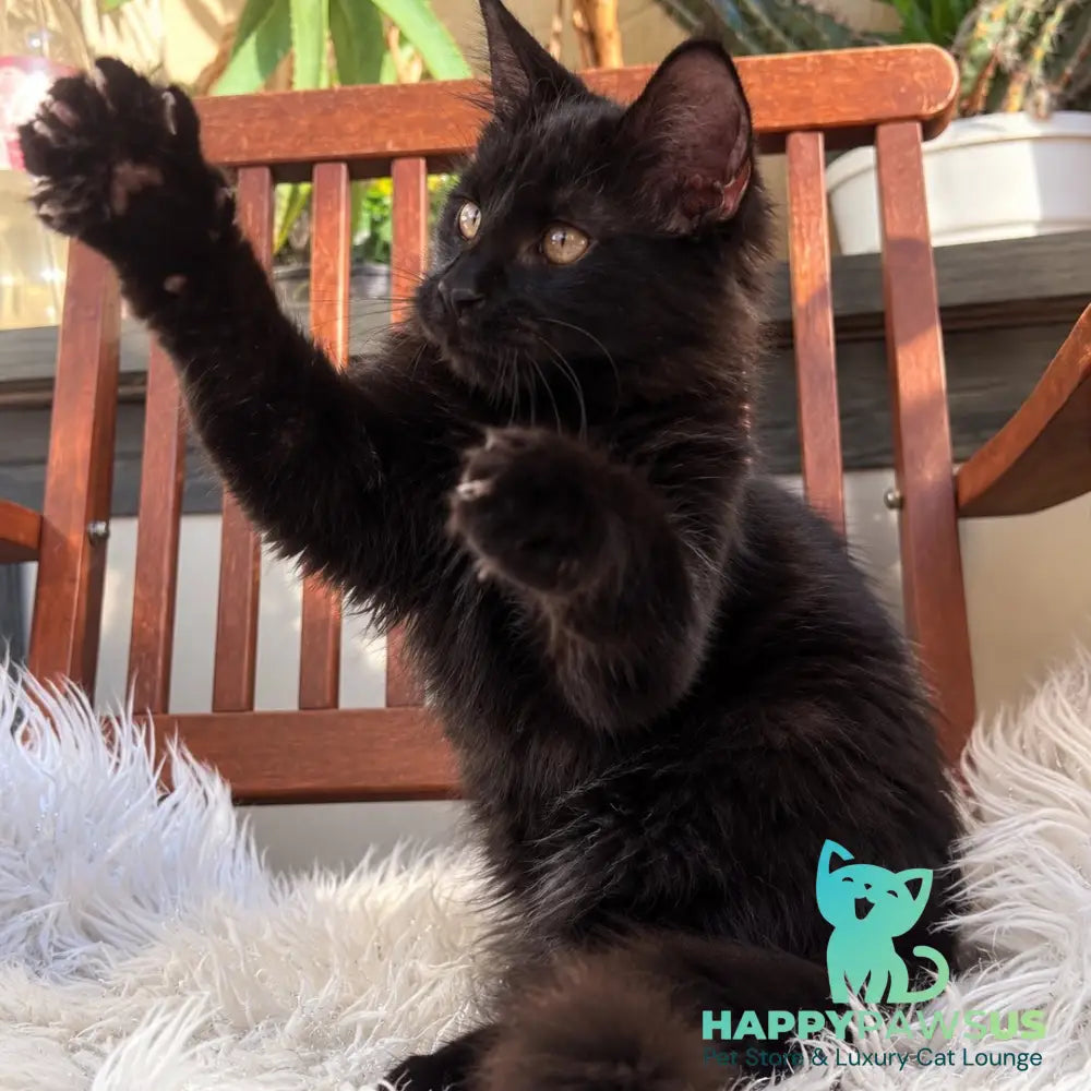 Jein Maine Coon female black - live animals