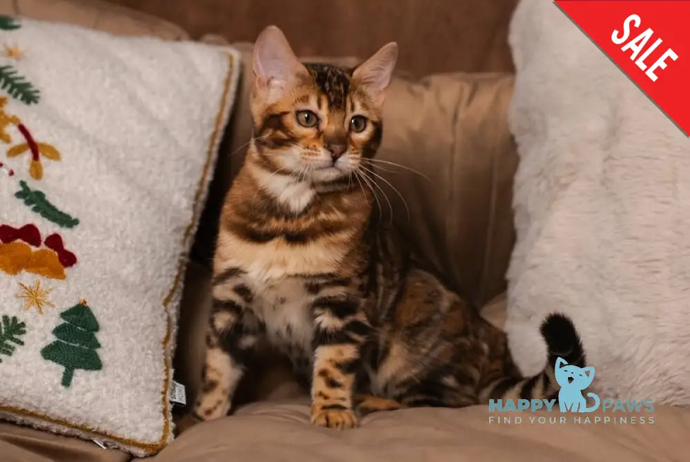 Jelly Bengal female black spotted tabby live animals