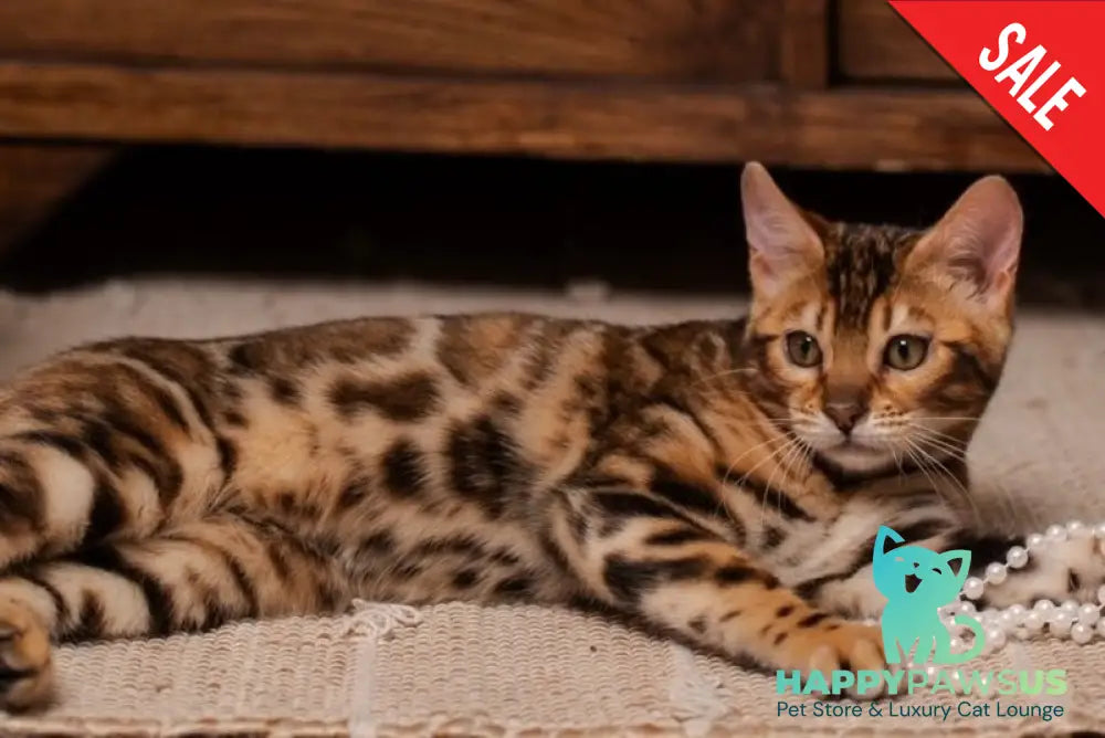 Jelly Bengal female black spotted tabby live animals