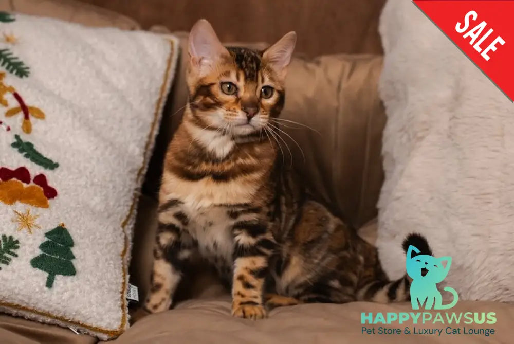 Jelly Bengal female black spotted tabby live animals