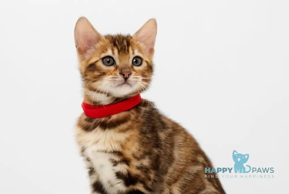 Jelly Bengal female black spotted tabby live animals