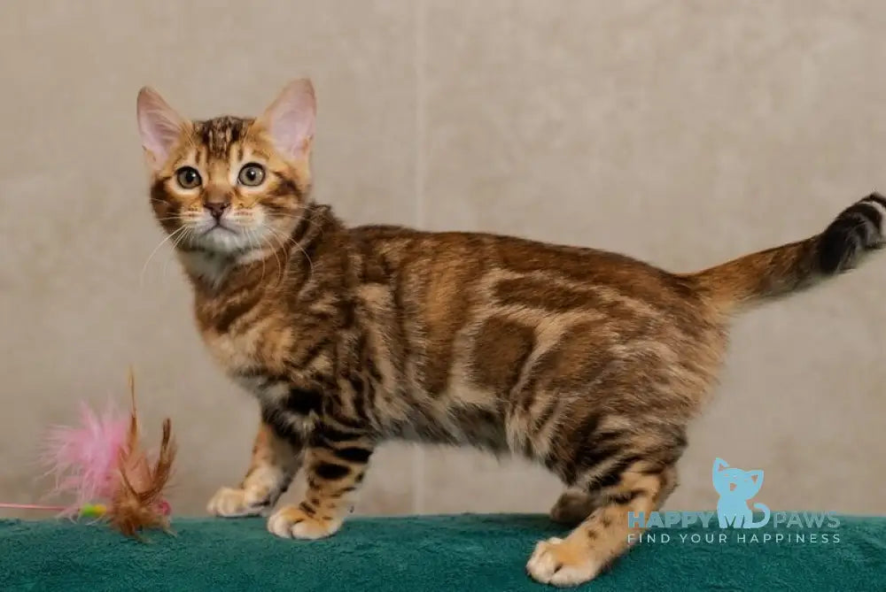 Jelly Bengal female black spotted tabby live animals