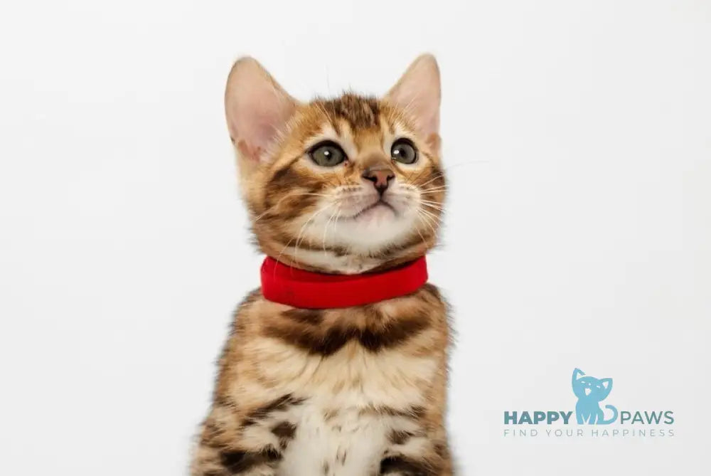 Jelly Bengal female black spotted tabby live animals