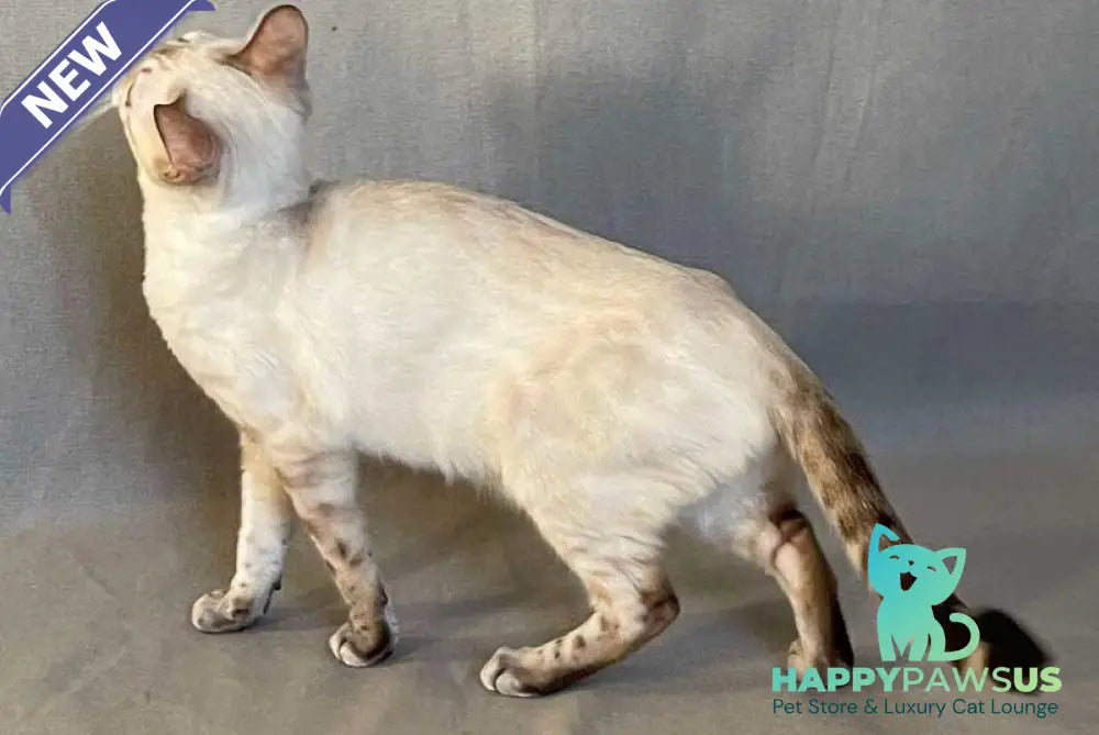 Jelly Bengal female black spotted tabby pointed - live animals