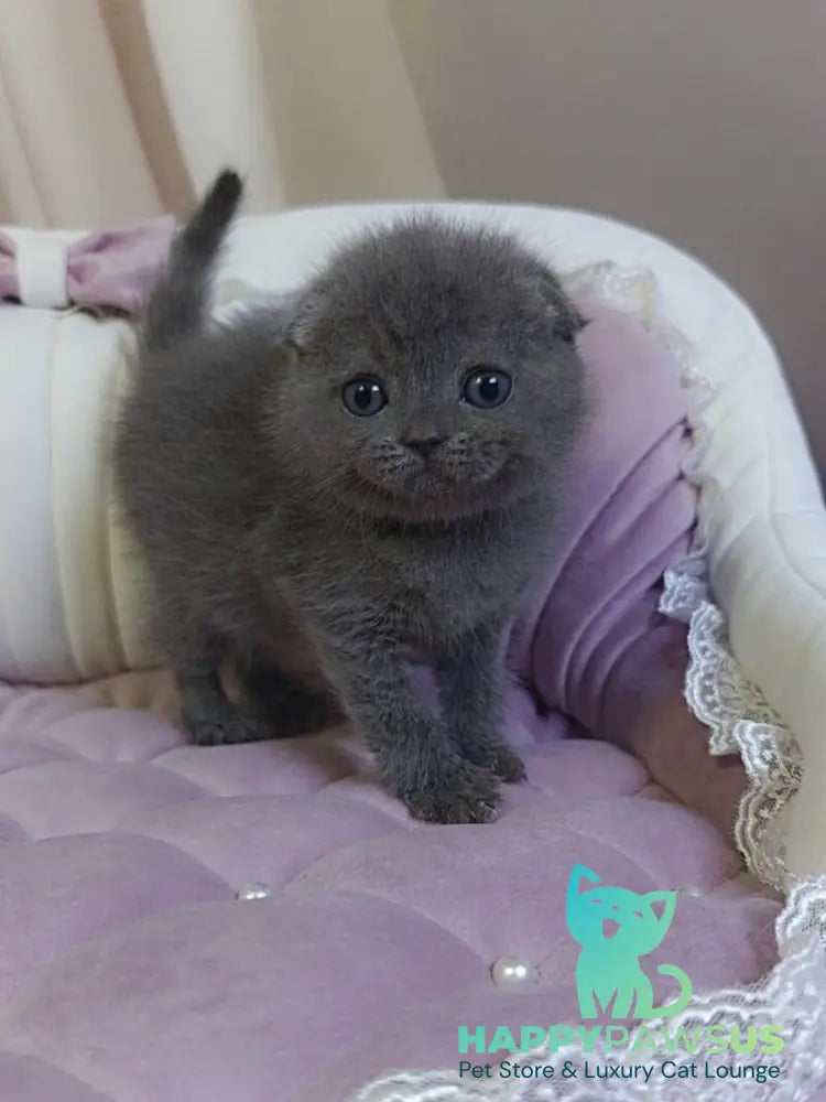 Jelly Scottish Fold female blue - live animals