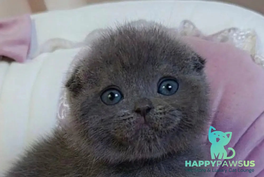 Jelly Scottish Fold female blue - live animals