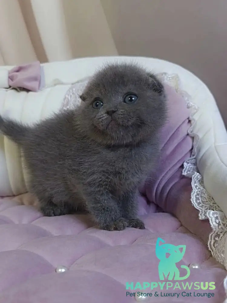Jelly Scottish Fold female blue - live animals