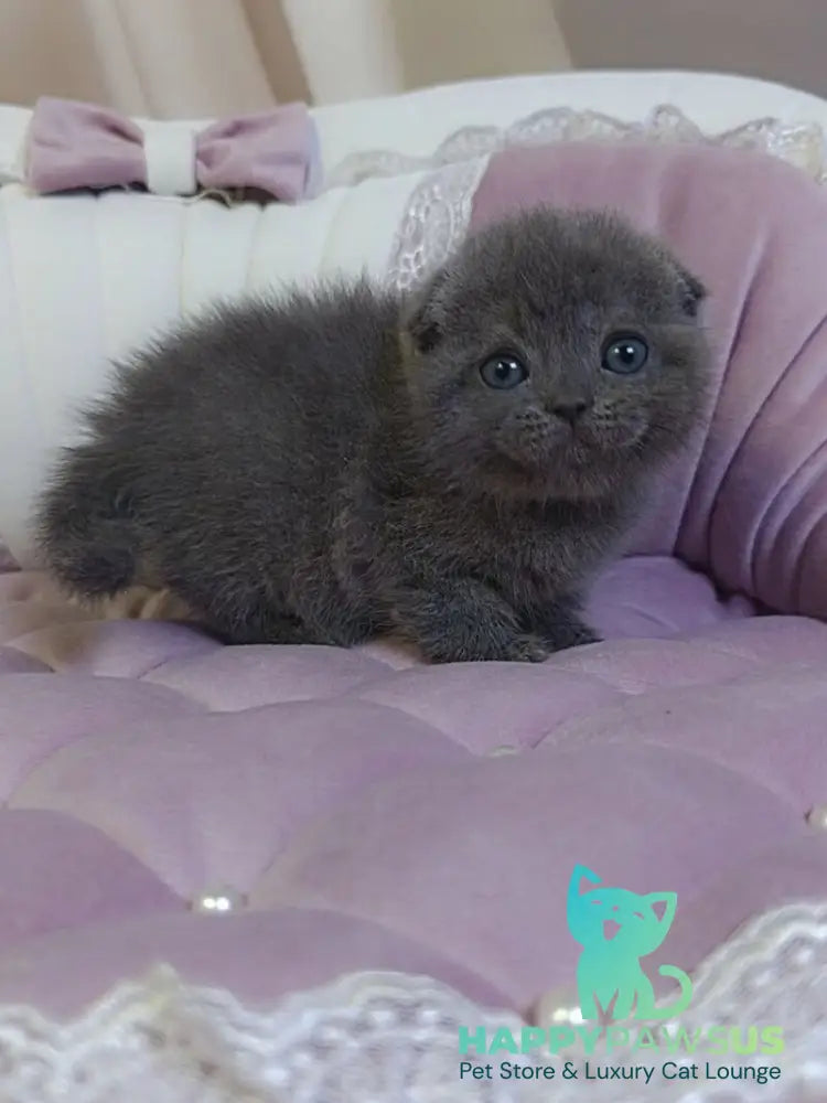 Jelly Scottish Fold female blue - live animals