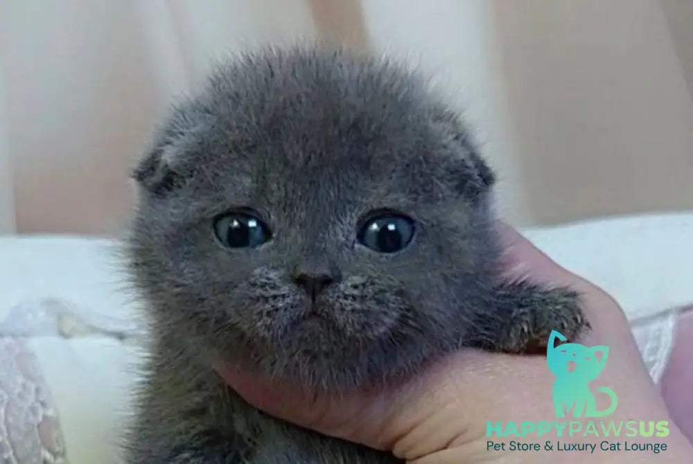 Jelly Scottish Fold female blue - live animals
