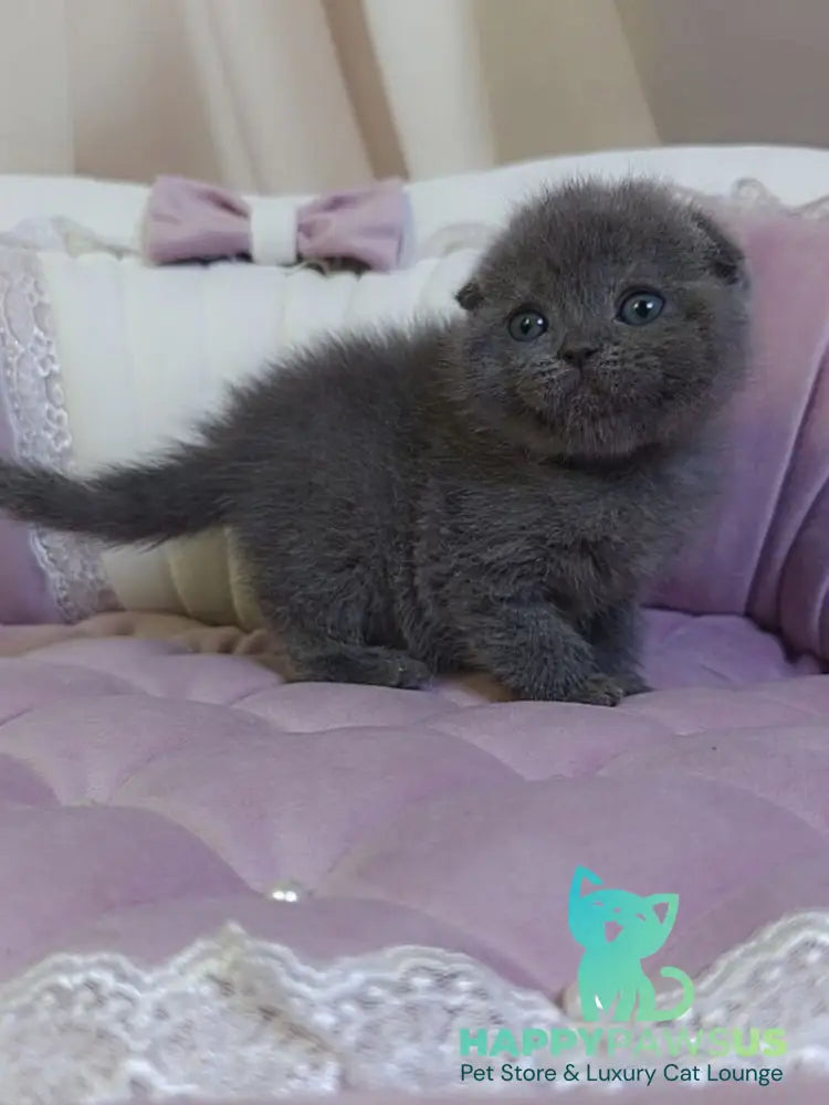 Jelly Scottish Fold female blue - live animals