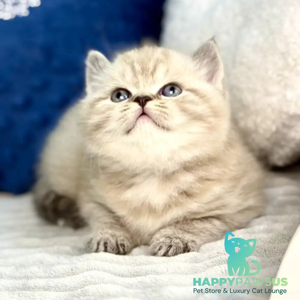 Jelly Scottish Straight female chocolate tabby - live animals