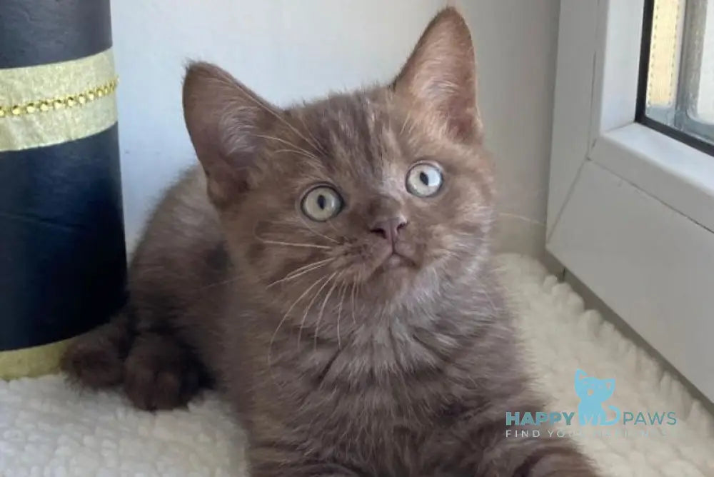 Jem British Shorthair male chocolate live animals