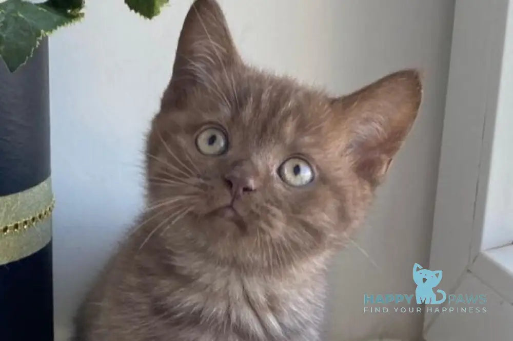 Jem British Shorthair male chocolate live animals