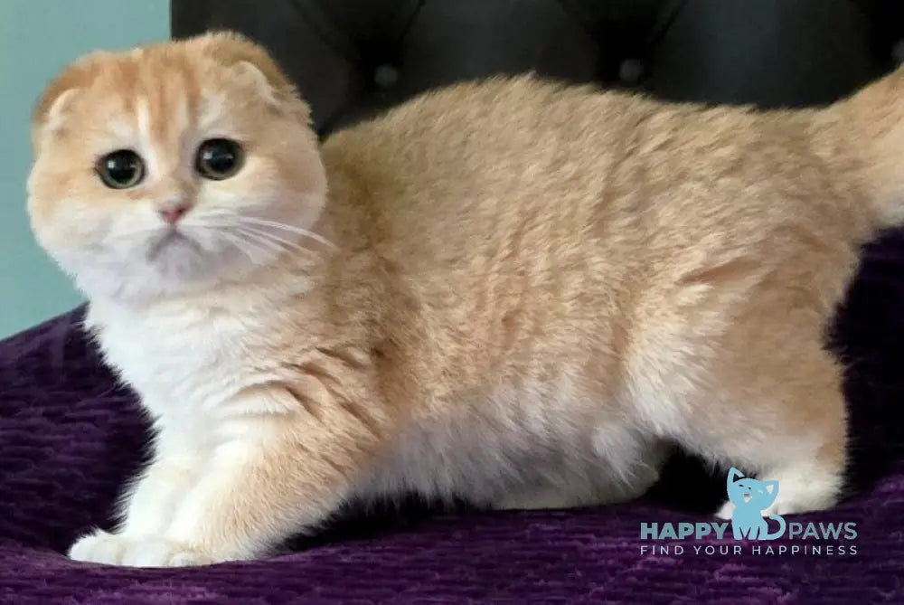 Jema Scottish Fold female black golden chinchilla live animals