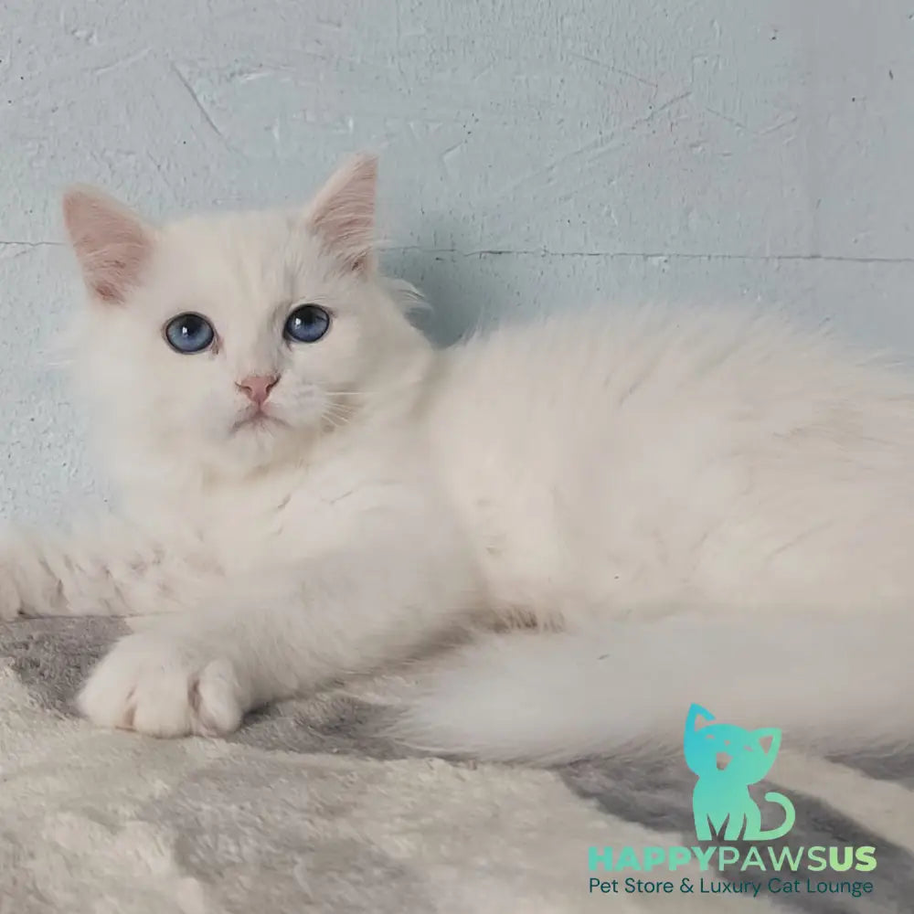 Jemchuzhina Siberian female white - live animals